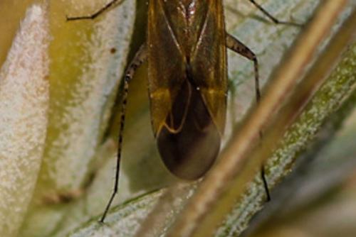 Réf. 198 854 : Plagiognathus fulvipennis